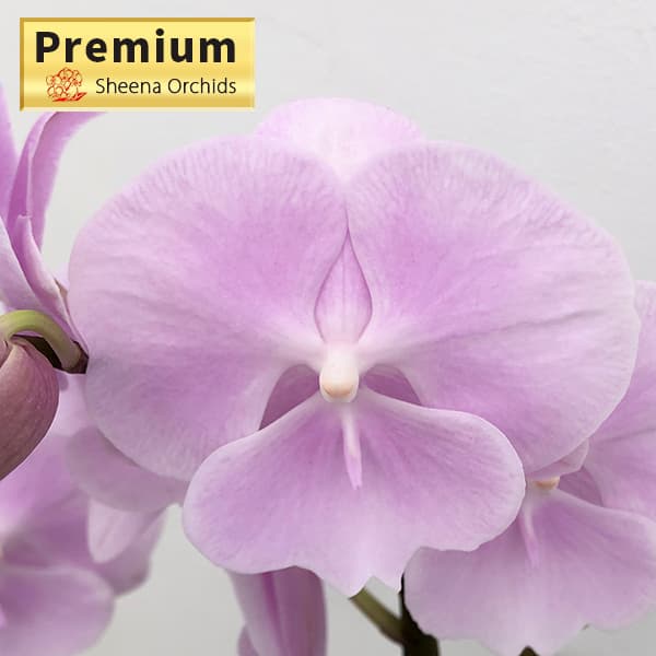 ミディコチョウラン：いろは2本立ち4号陶器鉢植え