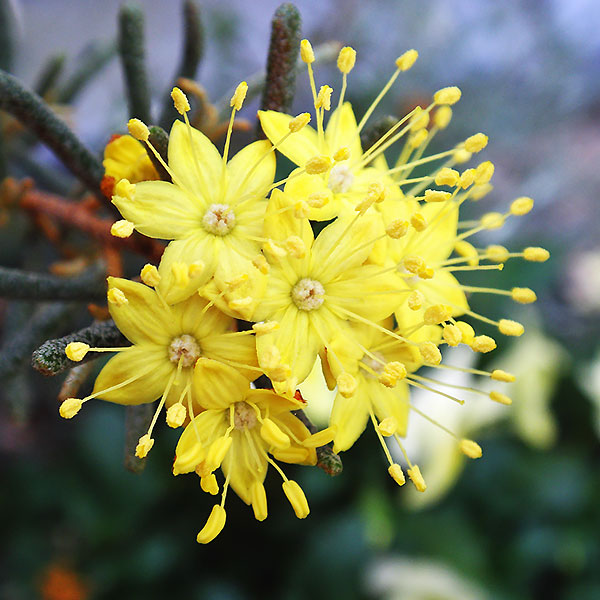 フェバリウム：ゴールデングロー4号ポット