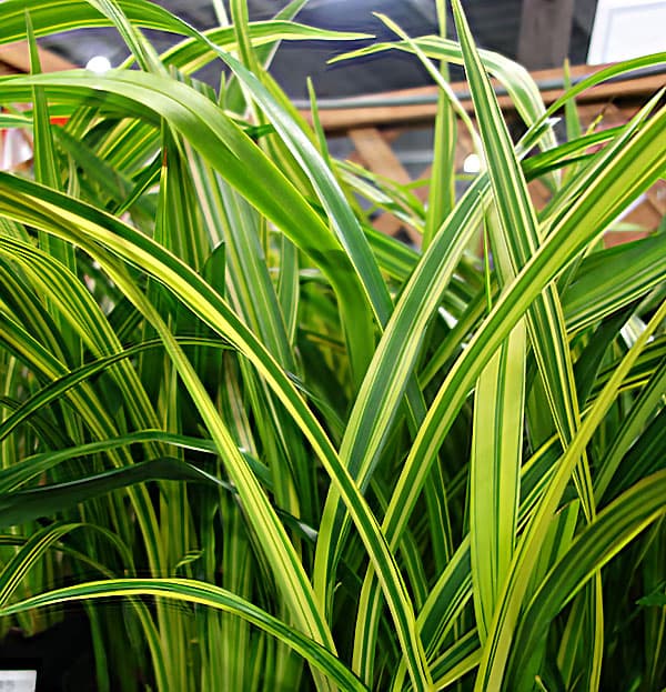 [26年3月中下旬予約]ディアネラ（キキョウラン）黄斑入り4.5号ポット