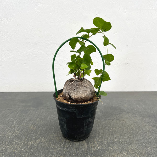 ディオスコレア：エレファンティペス（亀甲竜）3号鉢植え