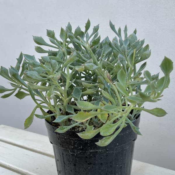 セネシオ：マサイの矢尻（まさいのやじり）6号鉢植え