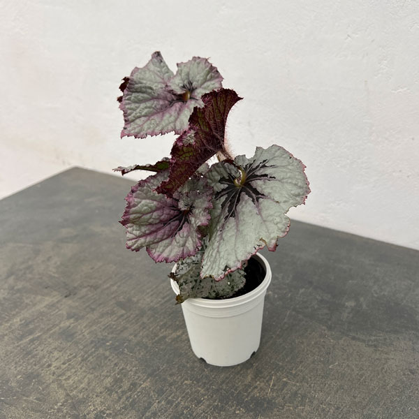 レックスベゴニア：シースプライト3号ポット