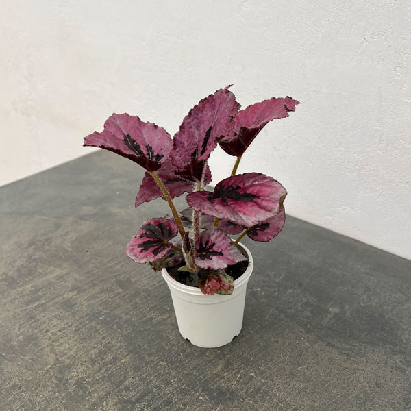 レックスベゴニア：ミカド3号ポット