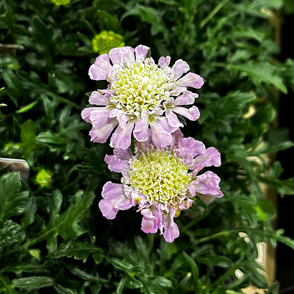 スカビオサ（マツムシソウ）：ライトピンク 3号ポット