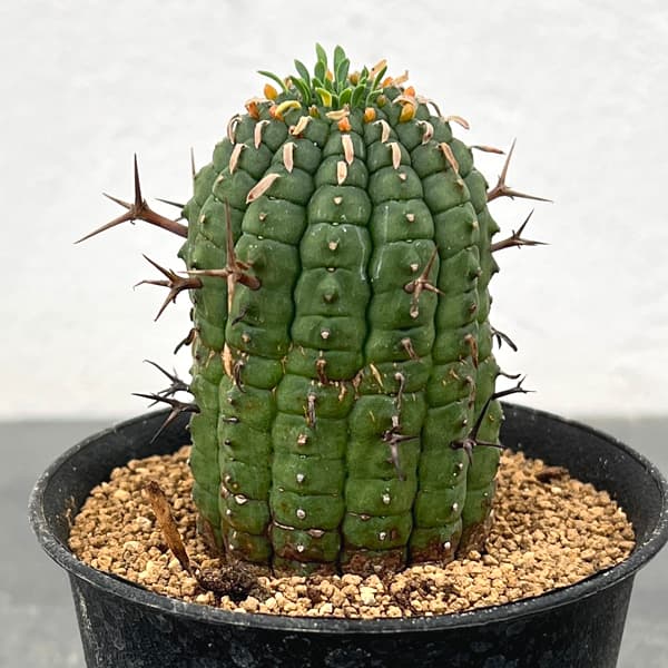 ユーフォルビア：ステリスピナ（群星冠）　3号鉢植え*