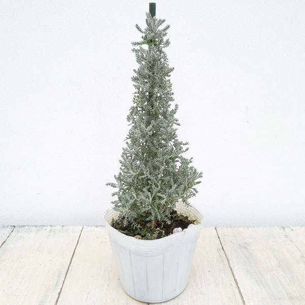 コットンラベンダーのツリー仕立て 3.5号ポット 3株セット