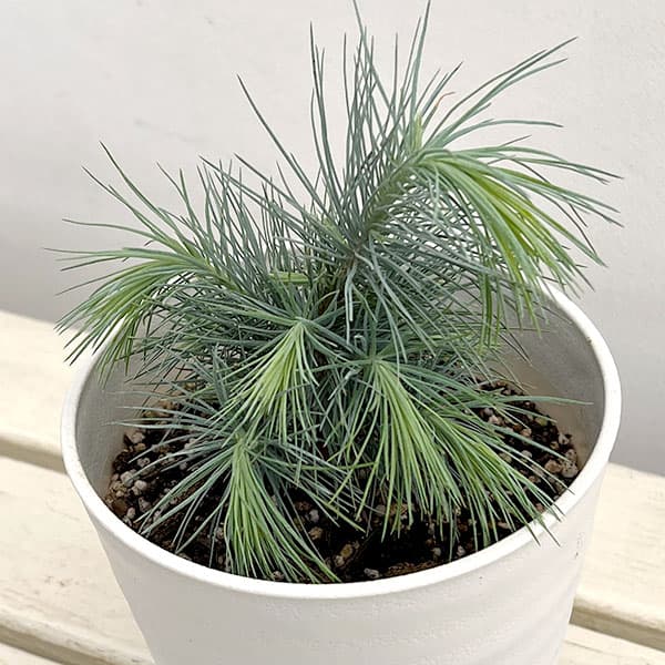 マツ（松）：マルチネスピニョンマツ5号鉢植え