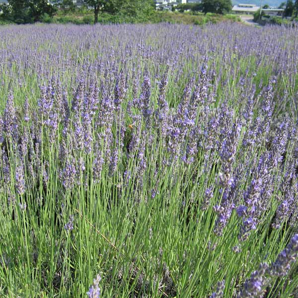 イングリッシュラベンダー：トルー（トゥルー）3号ポット