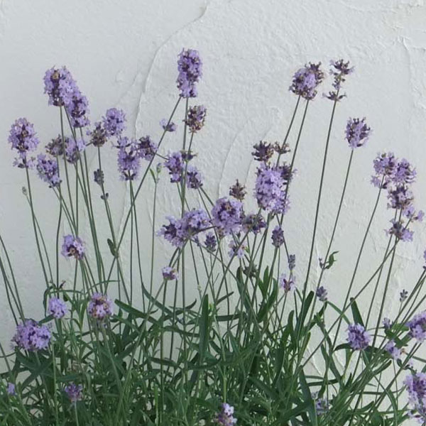 イングリッシュラベンダー：レディー3号ポット