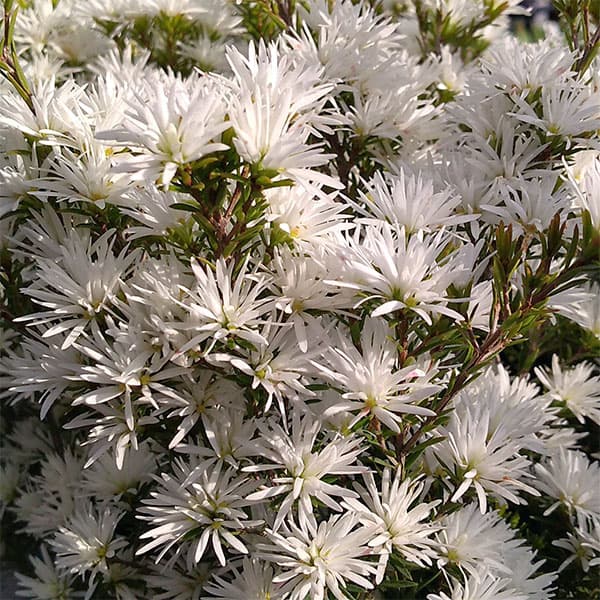 オージースノーブッシュ3号ポット