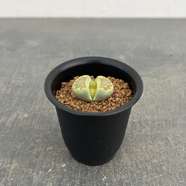 リトープス：緑菊章玉　2.5号鉢植え*