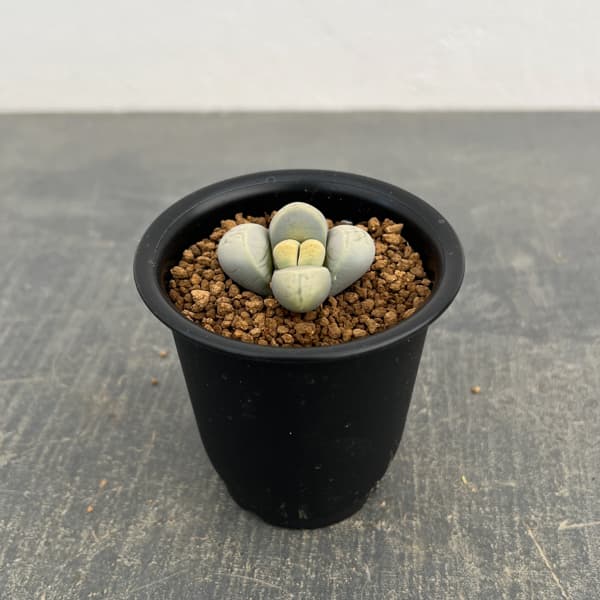 リトープス：菊水玉　2.5号鉢植え*