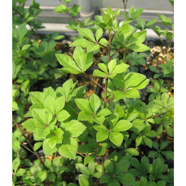 ヒメウコギ（姫五加皮） 4号ポット
