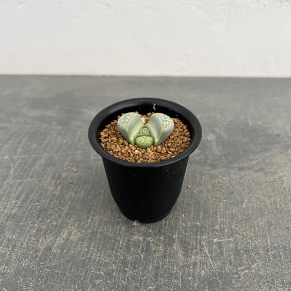 リトープス：双眸玉　2.5号鉢植え*