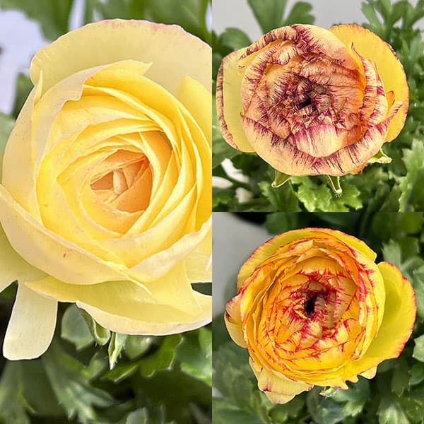 ラナンキュラス：マシェ・レモンローズバイカラー3.5号ポット 6株セット