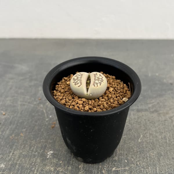 リトープス：麗紅玉（れいこうぎょく）2.5号鉢植え