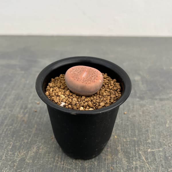 リトープス：コエレマニー　2.5号鉢植え