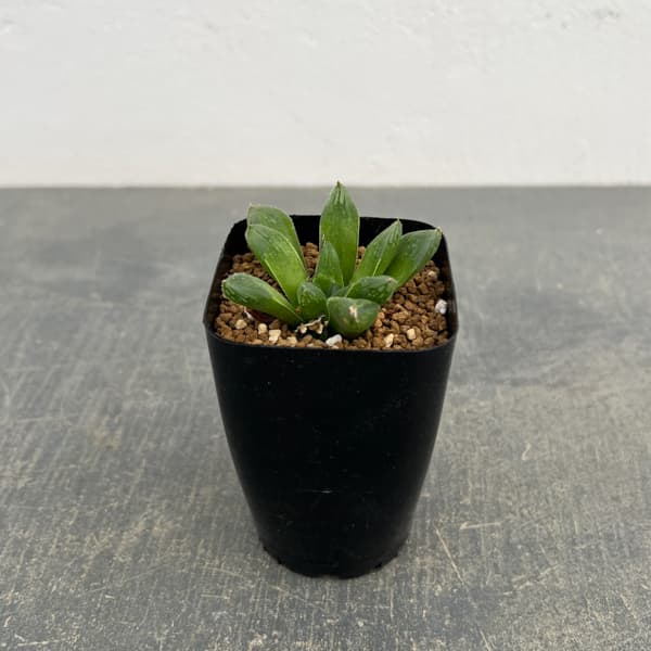 ハオルチア：スタイオブ　2.5号スクエア鉢