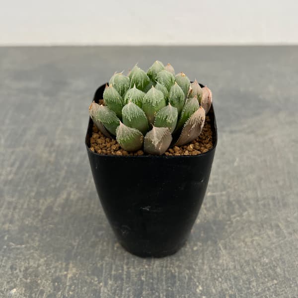 ハオルチア：帝都物語　2.5号スクエア鉢