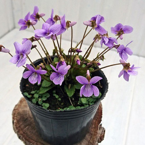 スミレ：ハチリュウコスミレ3号ポット