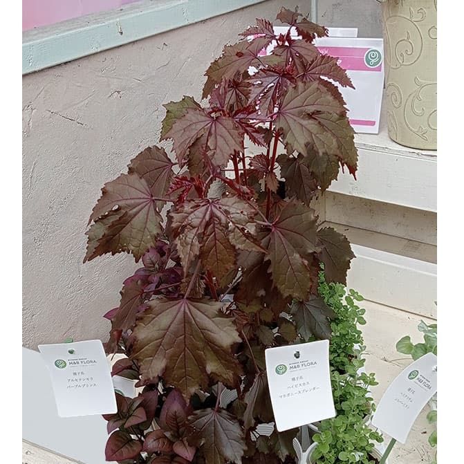 [26年6月中下旬予約]ハイビスカス：マホガニースプレンダー3号ポット