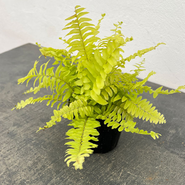 ネフロレピス：ブロンド　3号ポット