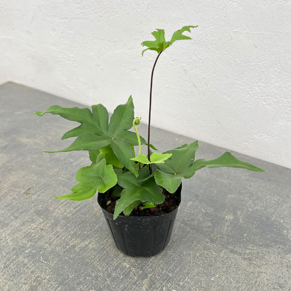 ドリオプテリス：ペダータ　3号ポット