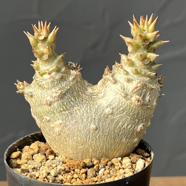 パキポディウム：ウィンゾリー（実生・ツインヘッド）2号鉢植え26-01