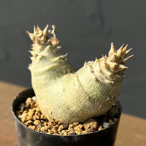 パキポディウム：ウィンゾリー（実生・ツインヘッド） 2号鉢植え26-03