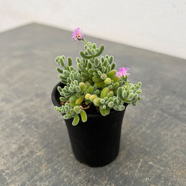 ドロサンテマム：ｓｐ.スキルパッド（水晶）　2.5号鉢植え