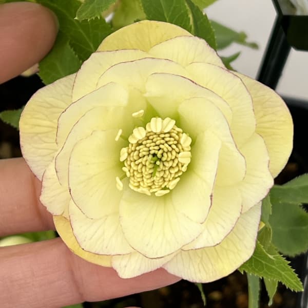 クリスマスローズ：スウィングダブル26-17／1.5Lポット【現品販売】