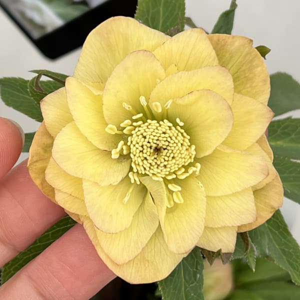 クリスマスローズ：スウィングダブル26-19／1.5Lポット【現品販売】