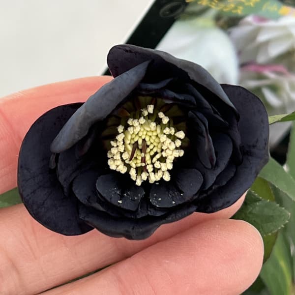 クリスマスローズ：スウィングダブル26-20／1.5Lポット【現品販売】