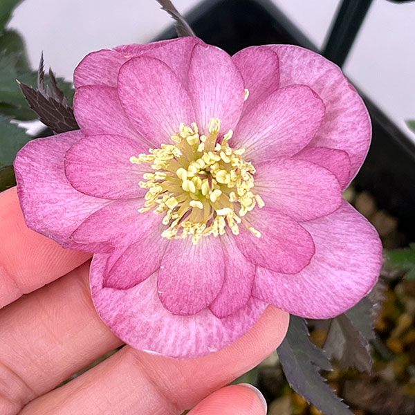 クリスマスローズ：スウィングダブル26-22／1.5Lポット【現品販売】