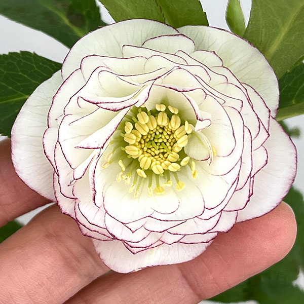 クリスマスローズ：スウィングダブル26-24／1.5Lポット・多弁【現品販売】