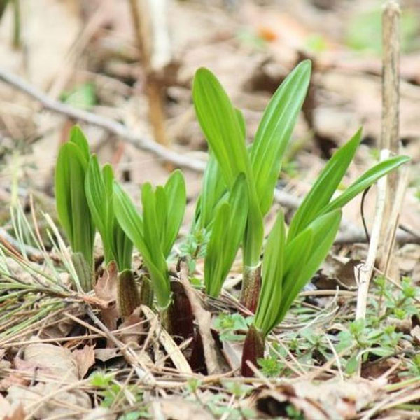 行者ニンニク（アイヌネギ）1芽植え3.5号ポット