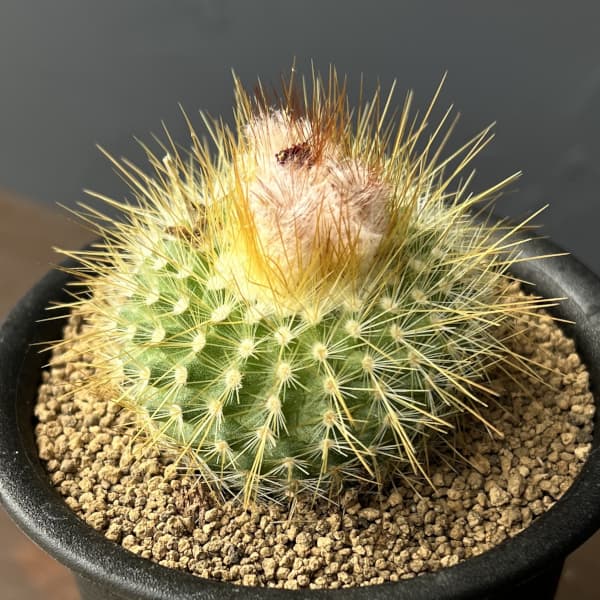 サボテン：パロジア（ノトカクタス）錦翁玉　3号鉢植え