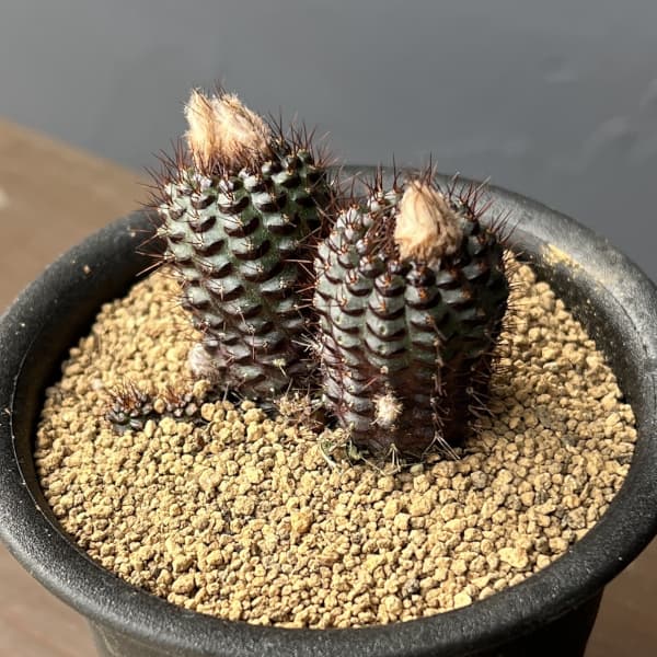 サボテン：フライレア　エキキタナ　 3号鉢植え