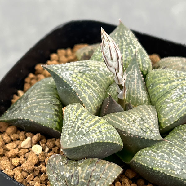 ハオルチア：P６×TN白夜ピクタ　2.5号鉢植え