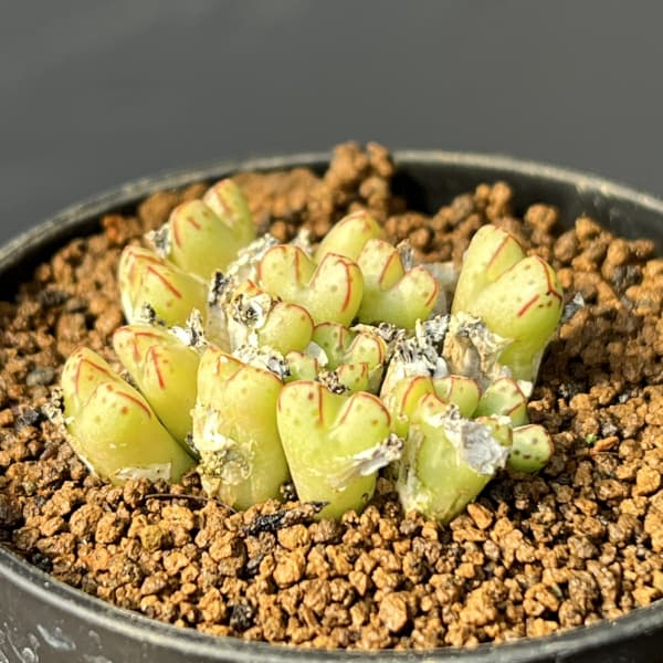 コノフィツム（原種系）：タンティルム ヘレナエ 2.5号ポット