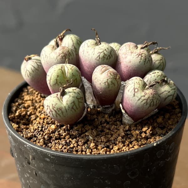 コノフィツム（原種系）：ウビフォルメ 2.5号ポット