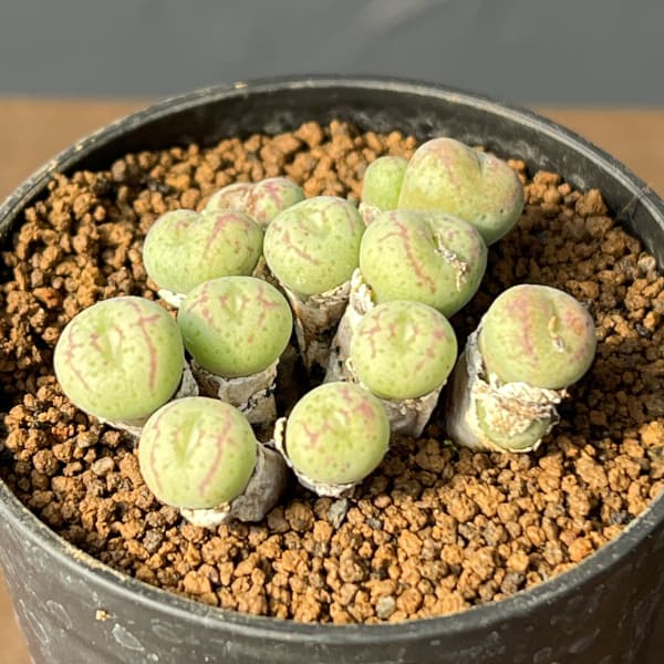 コノフィツム（原種系）：ジュクンダム オルビクム 2.5号ポット