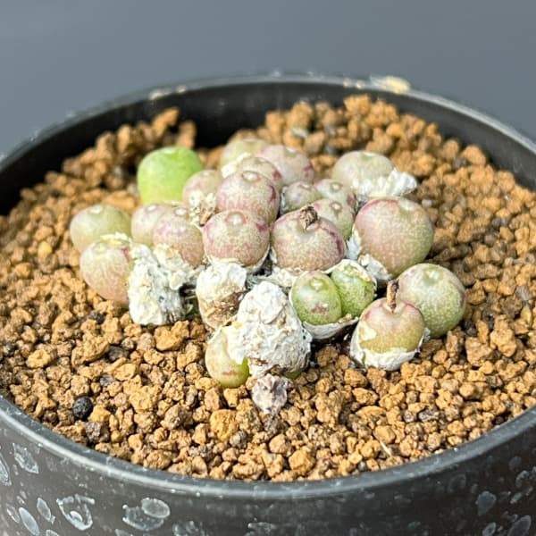 コノフィツム（原種系）：ミヌスクルム 2.5号ポット