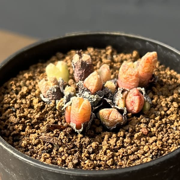 コノフィツム（原種系）：カミエスベルゲンセ 2.5号ポット