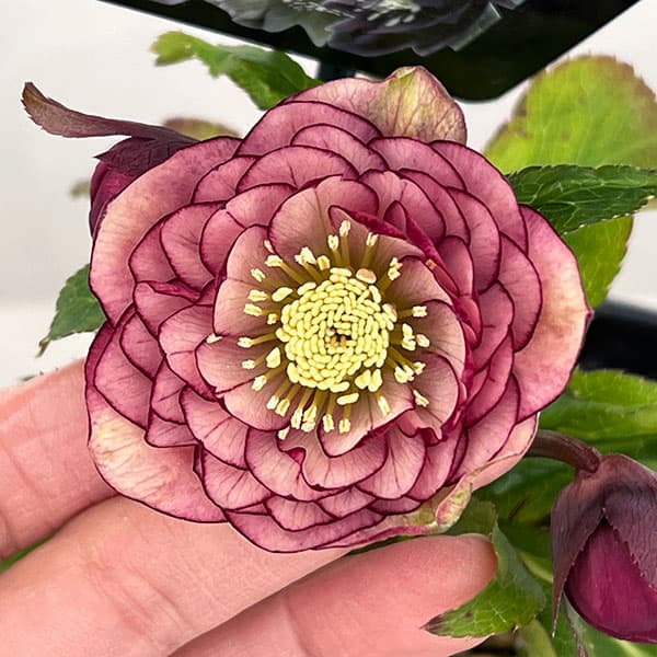 クリスマスローズ：セレクトダブル26-76／1.5Lポット【現品販売】