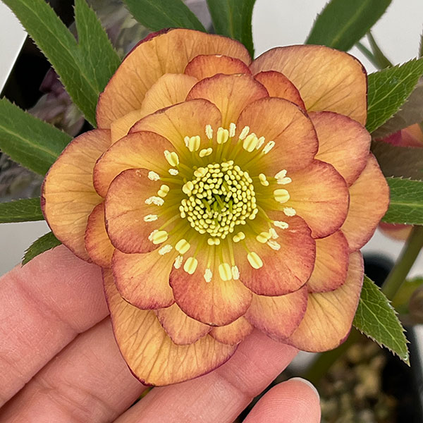 クリスマスローズ：セレクトダブル26-78／1.5Lポット【現品販売】