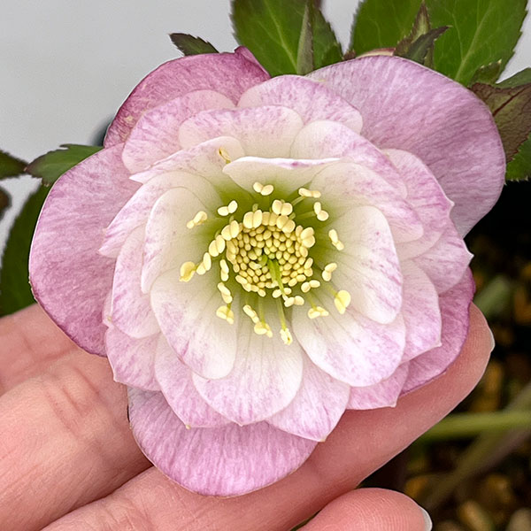 クリスマスローズ：セレクトダブル26-79／1.5Lポット【現品販売】