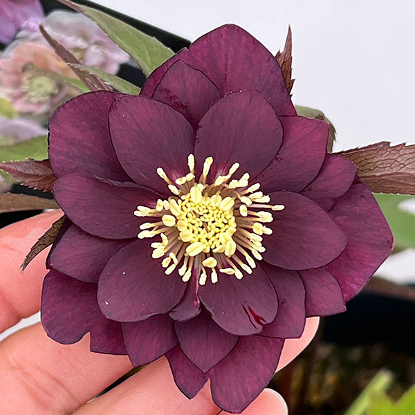 クリスマスローズ：セレクトダブル26-80／1.5Lポット【現品販売】