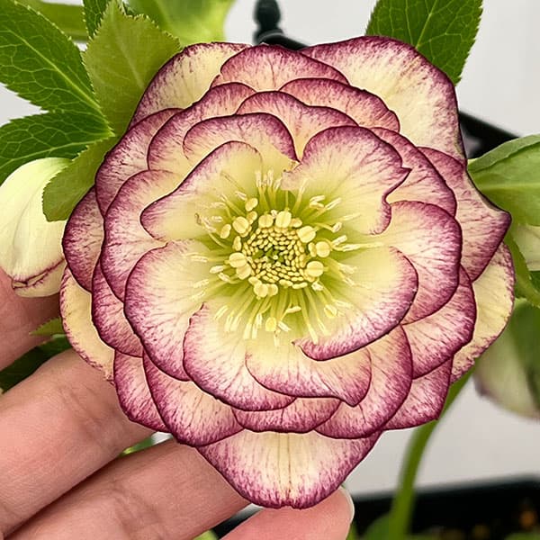 クリスマスローズ：セレクトダブル26-81／1.5Lポット【現品販売】