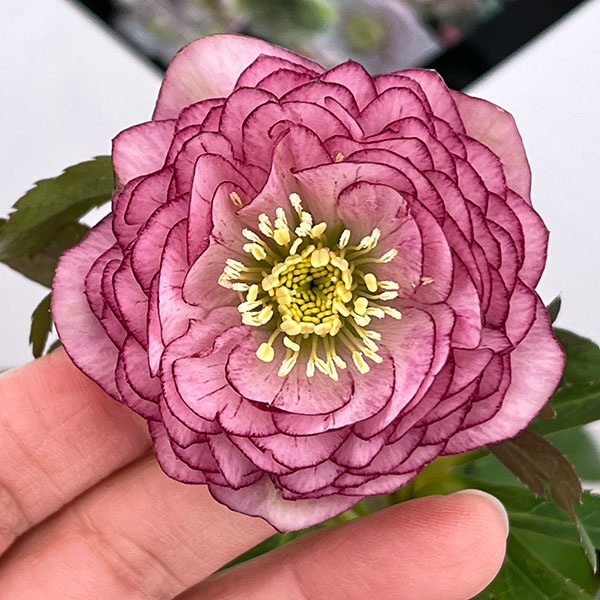 クリスマスローズ：セレクトダブル26-82／1.5Lポット・多弁【現品販売】